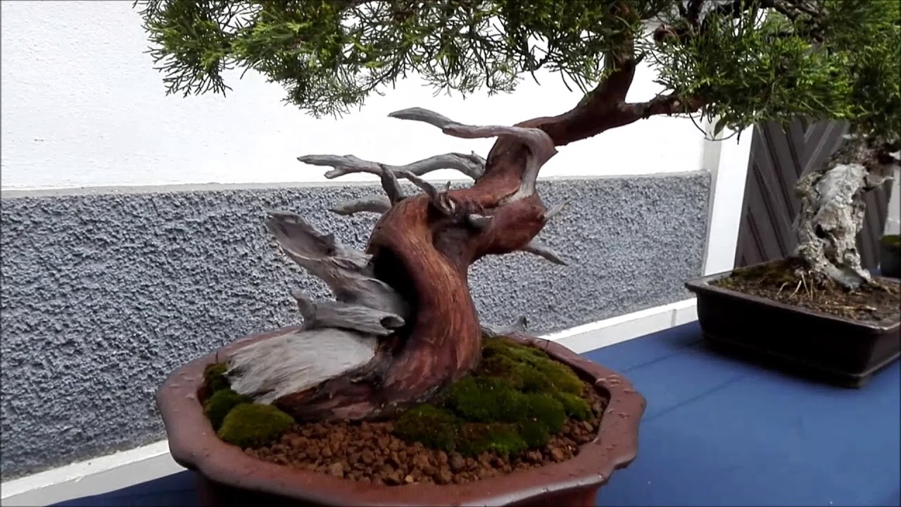Bon znai posuda, sai drvo, a kako uspeno gajiti bonsai? - Ukrasno i  lekovito bilje | Agroklub.rs
