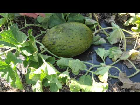 What Is A Piel De Sapo Melon