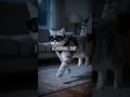 Your Cat is Actually a Secret Agent (Night Mission Revealed)