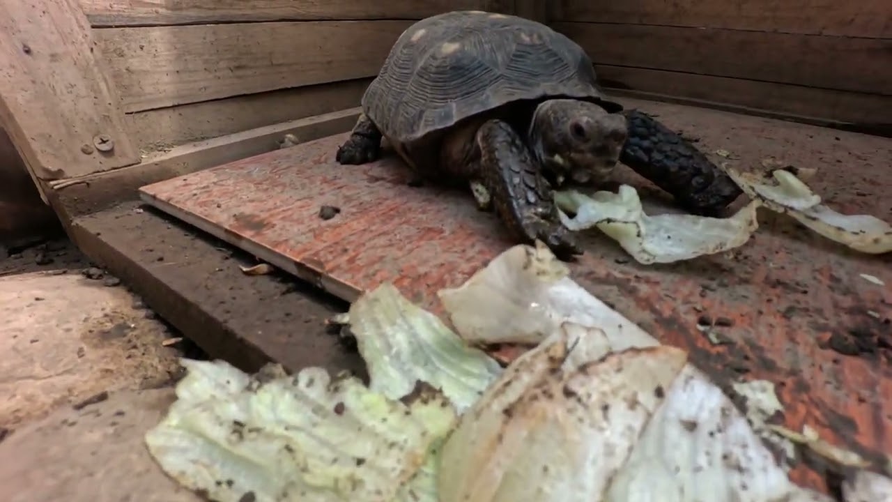 Bruno y Charline tortugas de tierra, Nuevo hogar