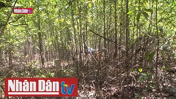 Hiệu quả từ mô hình nuôi ốc len dưới tán rừng