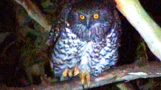 Powerful Owl - Incredible Talons