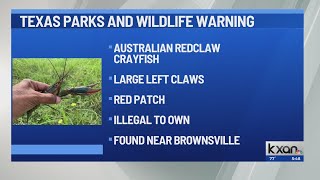 KXAN News Texas Parks and Wildlife warns of invasive crayfish from down under