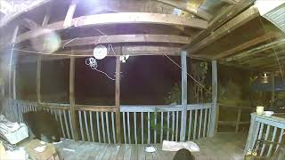 Bear Cubs Keep Pouring Onto House Porch