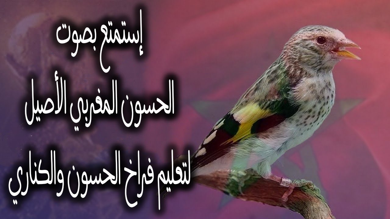 تغريد الحسون خالي من الأخطاء لتعليم فراخ الحسون والكناري