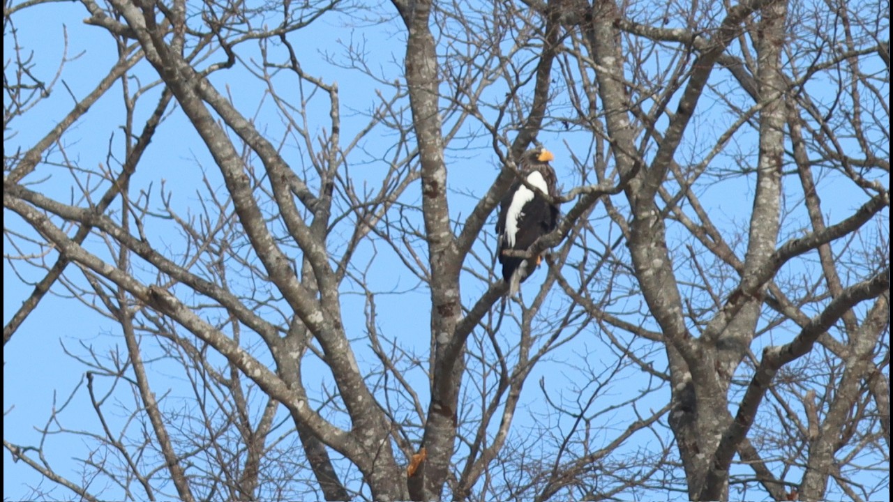 Rossini:La Danza.Miliza Korjus.