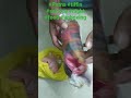 #Patna #tiffin #service #mess #food #unboxing-AS PATNA