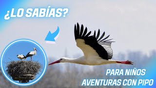 ¿Por Qué Viajan Las Cigüeñas?🦅/PARA NIÑOS by Aventuras con Pipo 109 views 1 month ago 4 minutes, 14 seconds