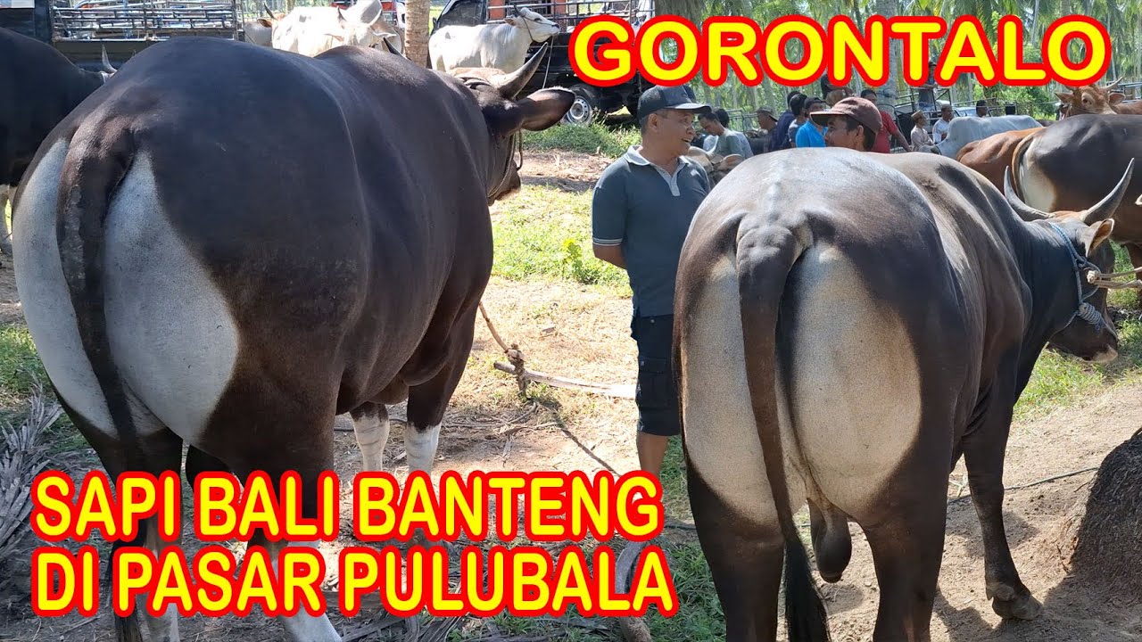 Pasar Terbesar Di Gorontalo - Harga Sapi Bali Jantan Banteng Part 1