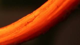 This Is A Real Macro Footage - Do You Know What It Is?