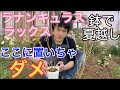 夏越しラックスここに置いちゃダメ【ラナンキュラス】【ラックス】【ガーデニング】【生産者】【園芸のぶチャンネル】