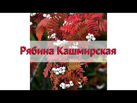 Рябина кашмирская 🌿 Обзор: посадка и уход. крупномеры рябины : описание и особенности