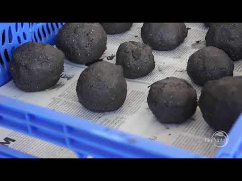 Biopunto Chile trabaja para el World EM Mudball Day 2018