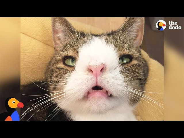 Cat Has The Most Unusually Perfect Face - MONTY | The Dodo - YouTube