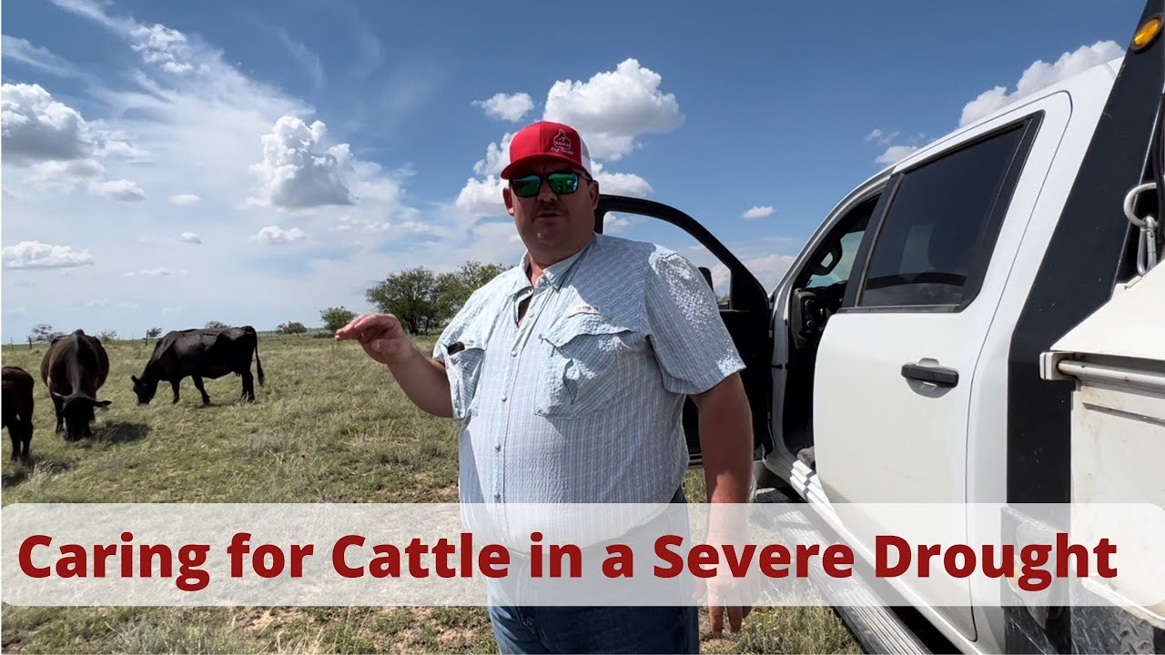 Caring for Cattle in a Severe Drought - YouTube