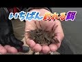 とりあえず大きい魚釣りたい時はコレ