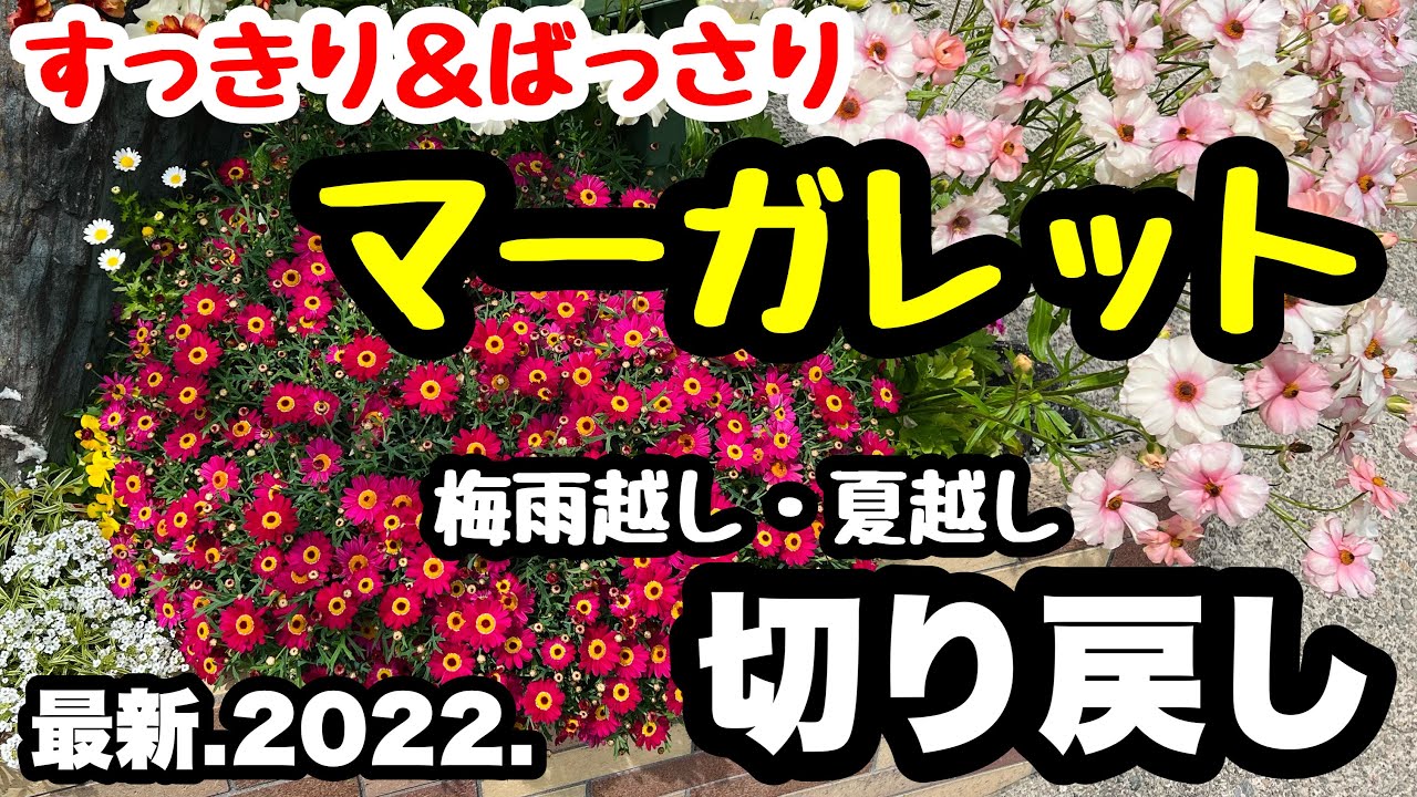 ◆マーガレット【切り戻し】次の満開に向けて仕立てなおす！