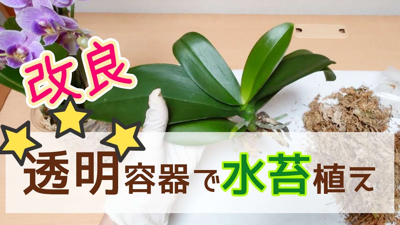胡蝶蘭の根が見える水苔植え✨改良✨