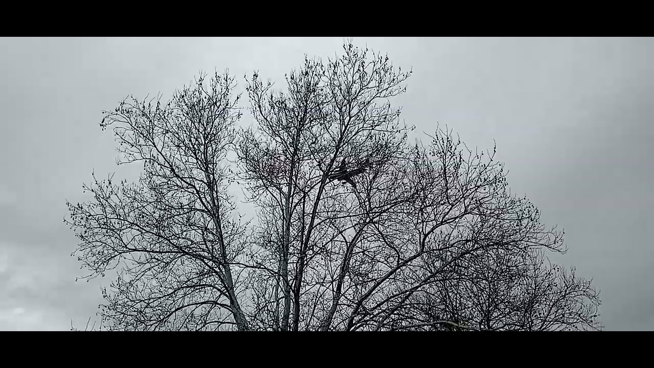 Dover Delaware Air Force Carrier C-17 