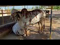 Kasturi gir gaushala Rajkot | krishna gir bull high milking gir cow Gujarat