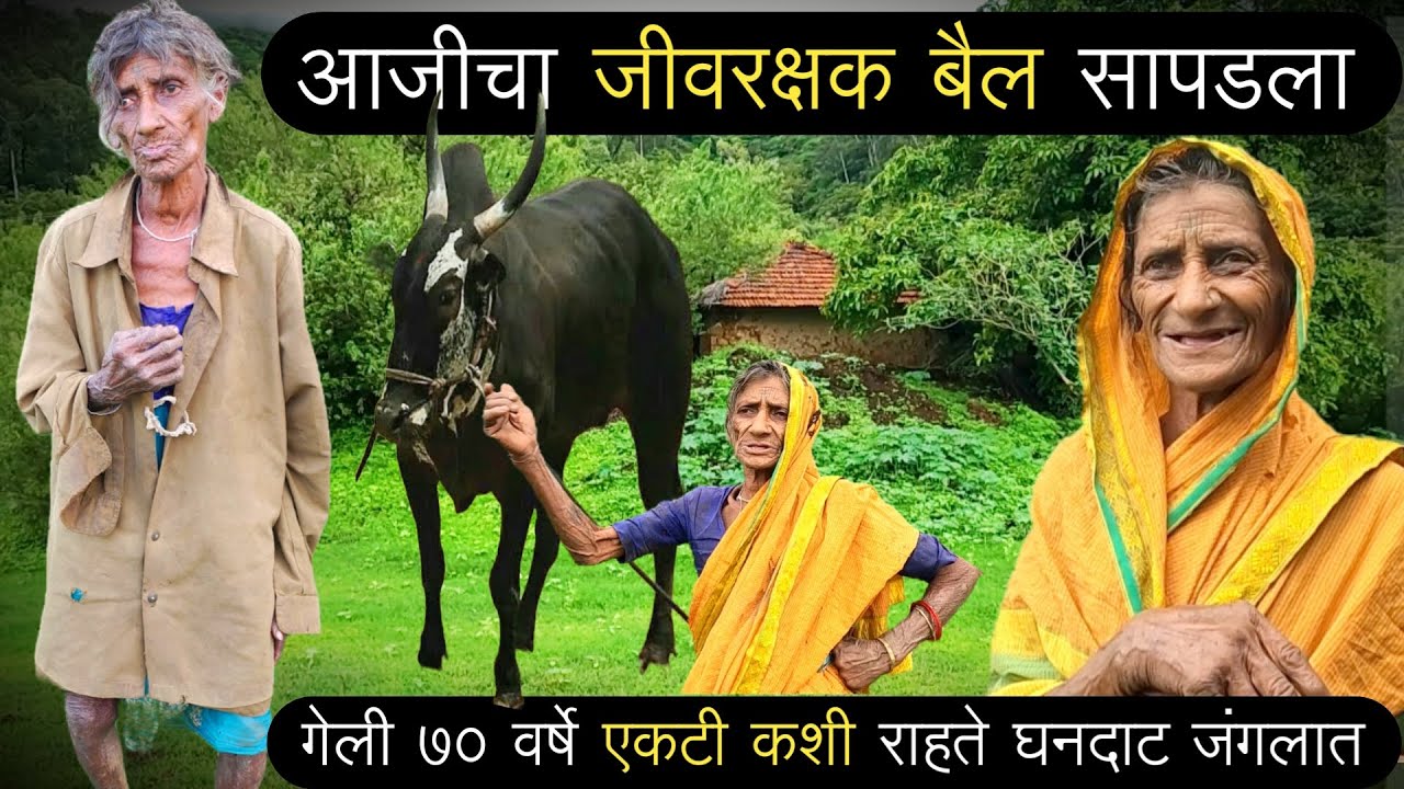 केवळ बैलाच्या आधारावर एवढ्या घनदाट जंगलात 100 वर्षाची आजी गेली 70 वर्षे एकटी कशी काय राहते?😱|YouTube