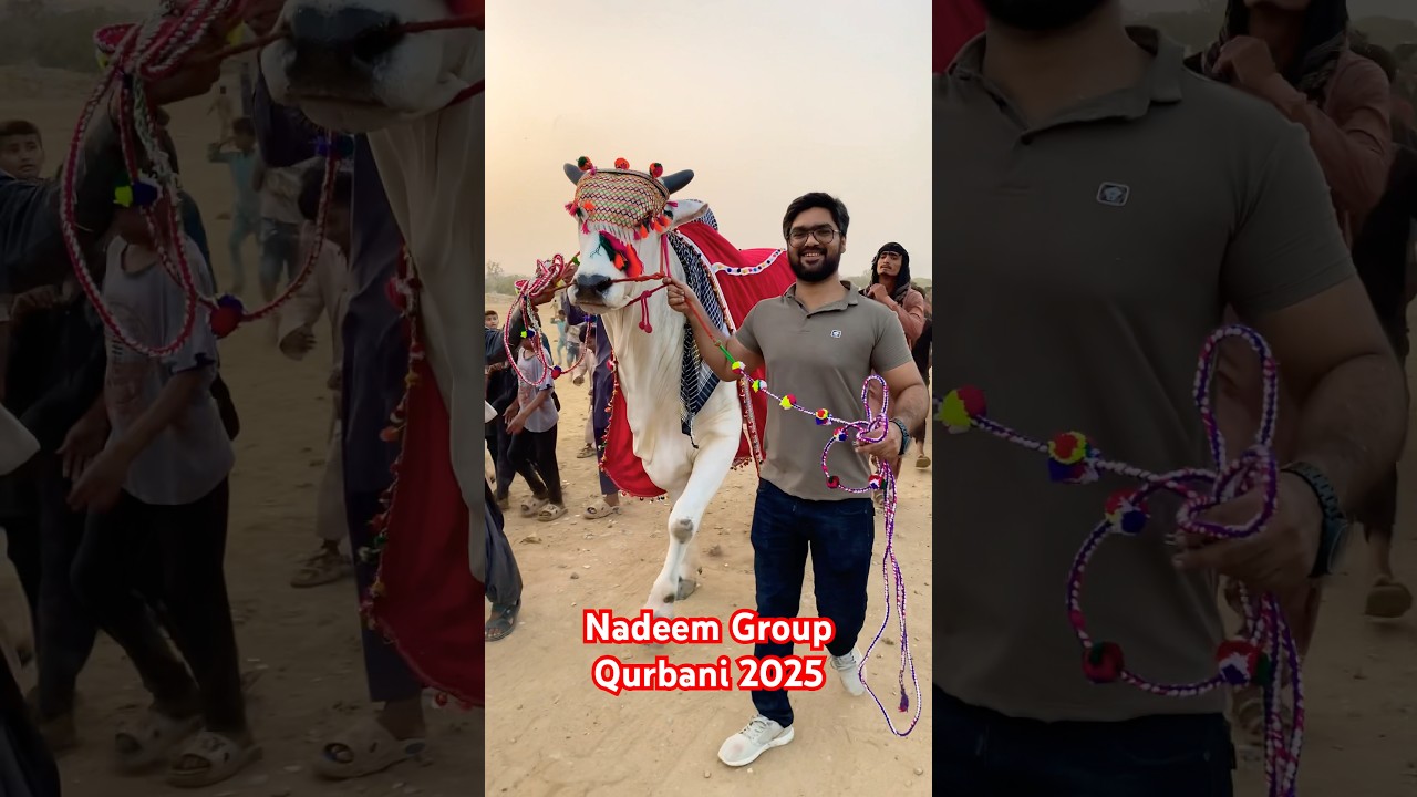 Nadeem group Qurbani 2025 Sibbi bull 
