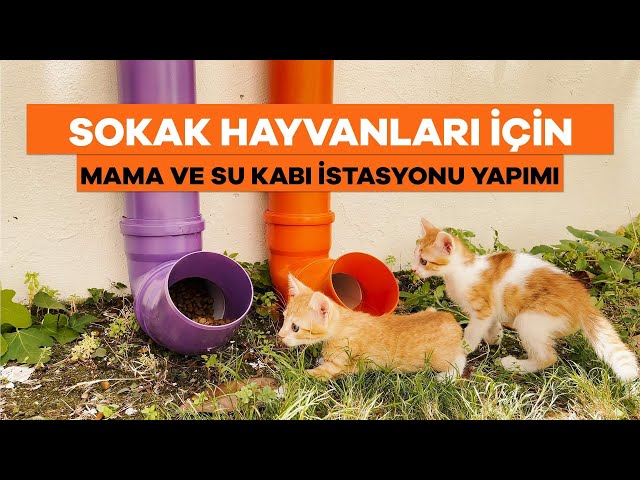 Sokak Hayvanları için Mama ve Su Kabı İstasyonu Yapımı - Kedi ve Köpekler  İçin Pratik Öneriler - YouTube