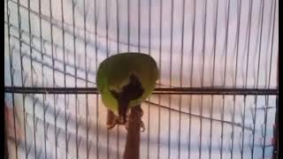 cucak ijo tembakan Mematikan bikin  Lawan langsung Drop mental