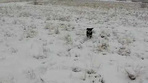 Shiloh in the Snow