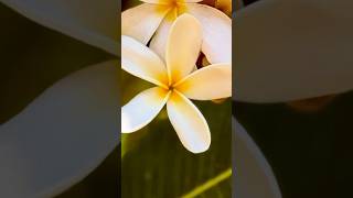 🌼 This Flower Looks Like Heaven! 🌼😍 | Mobile Photography #shorts