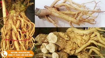 Rễ đinh lăng 1 trong những vị sâm cực tốt bạn nên biết để dùng hiệu quả