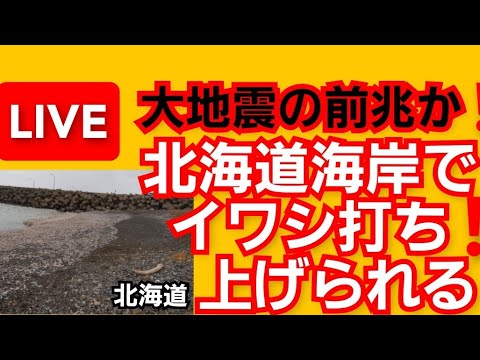 大地震の前兆か 北海道 海岸にイワシ打ち上げられる 青森県でもイワシが海に浮いていた Youtube