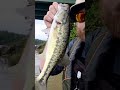 dink shad