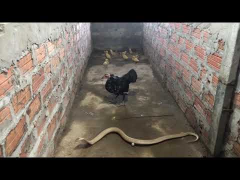 chicken mother vs fight cobra snake