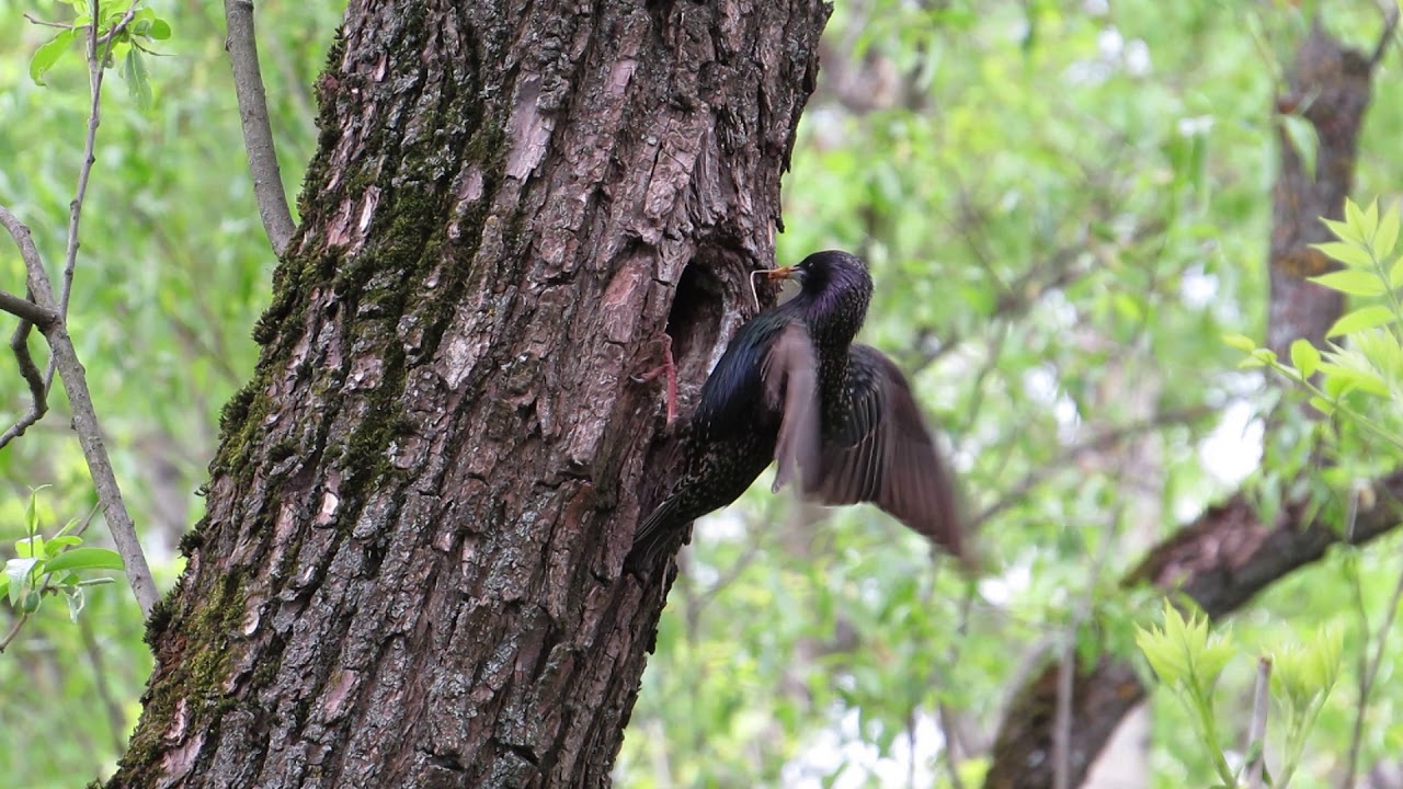 Обыкновенный скворец (Sturnus vulgaris) кормит птенцов