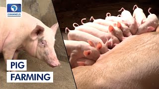 Raising Pigs For Profit In Nigeria | Community Report