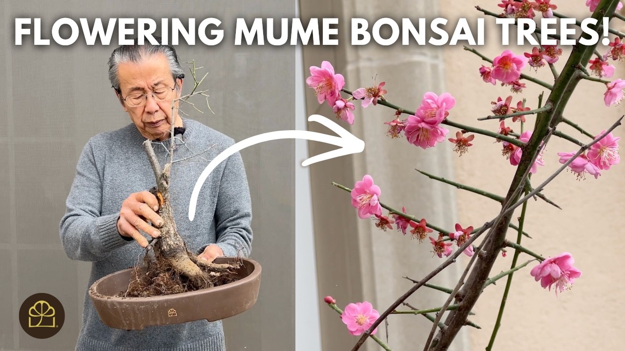 Превращение трех молодых деревьев мюмы в цветущие бонсай.