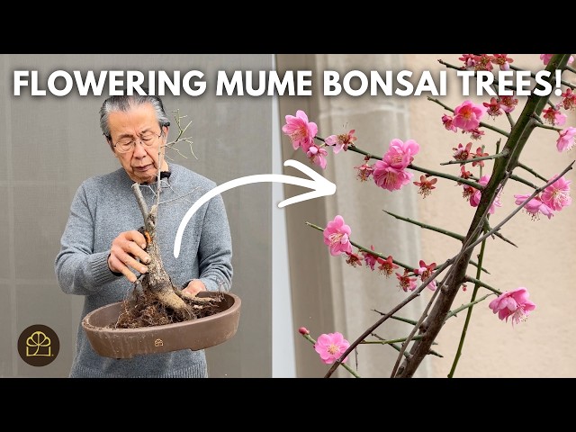 Transforming 3 Young Mume Trees Into Flowering Bonsai - YouTube