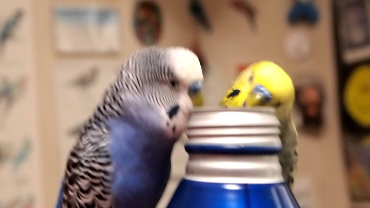 11年5月のブログ記事一覧 鳥バカ日記