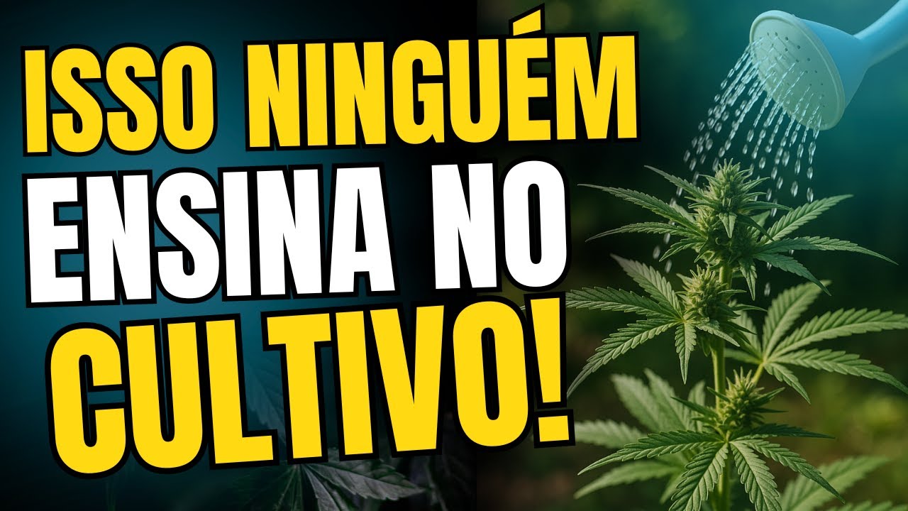 Como fazer a rega corretamente no cultivo? APRENDA AGORA!