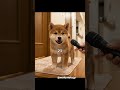 #犬 #柴犬 #豆柴 #トイレ