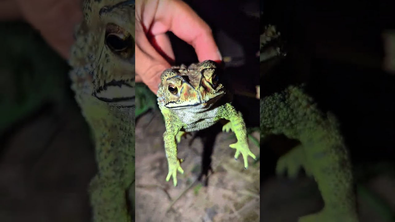 Big Toad and Small Toad So Funny | Catch Funny | Frog Funny | Froggy Funny | Toad Funny
