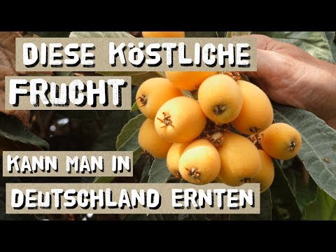 Video: Vermehrung von Naranjilla-Bäumen – Erfahren Sie, wie man Naranjilla-Bäume vermehrt