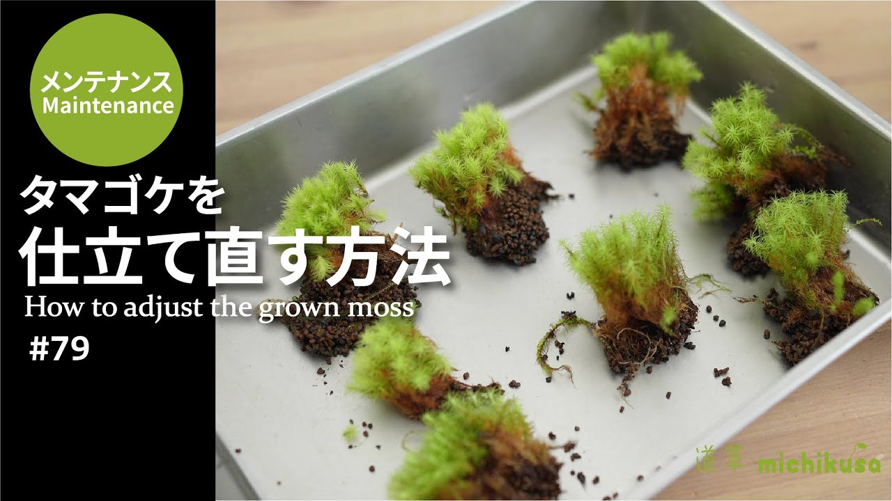 大きくなったタマゴケを仕立て直す方法 How To Adjust The Grown Moss 79 Youtube