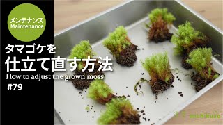 大きくなったタマゴケを仕立て直す方法｜How to adjust the grown moss　#79