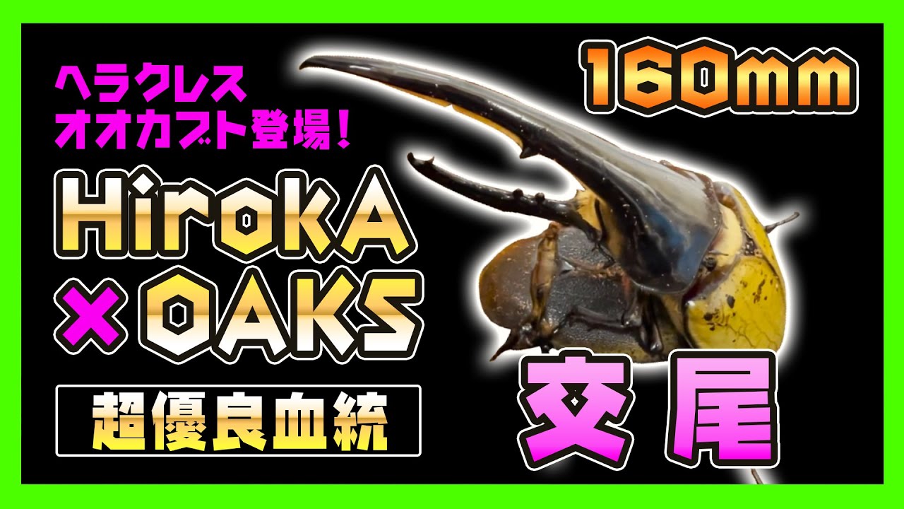 超巨大×超優良血統OAKS】160mmヘラクレスオオカブト登場！HirokAさん