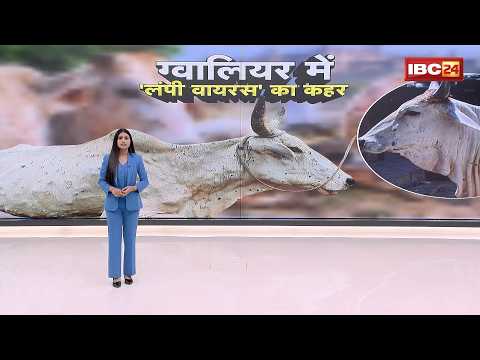 MP Lumpy Virus: Gwalior में लंपी वायरस का कहर! 104 गौवंशों की मौत से हड़कंप