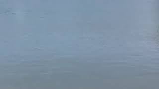 Manatee noises