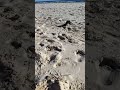 Evmore 4wd brushless rc car beach run