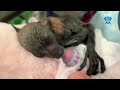 Premature flying-fox orphan in care:  this is Billi Maree first few days